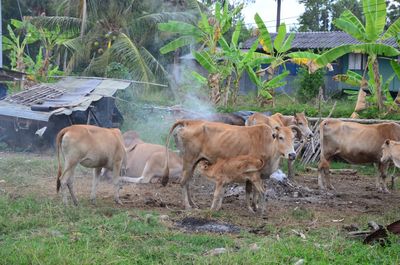 Cows standing on field against trees