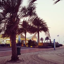 Palm trees against sky