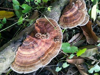 High angle view of mushroom on log
