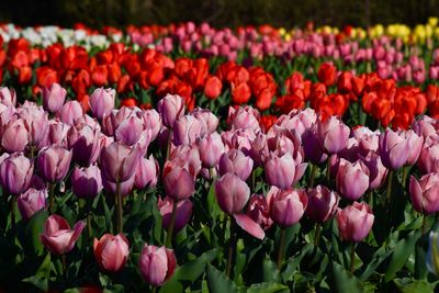 Close-up of pink tulips