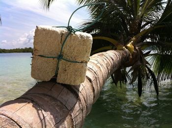 Close-up of palm tree by sea against sky