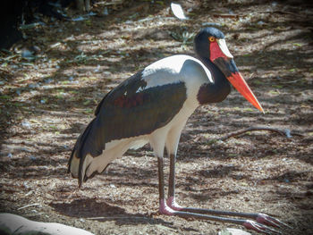 Close-up of bird