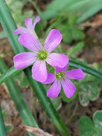 Close-up of flower blooming outdoors