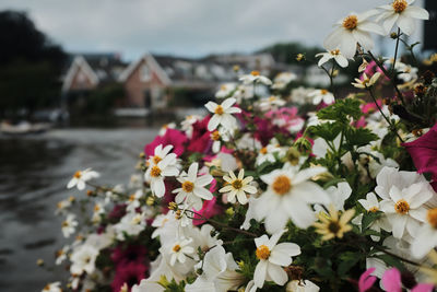 Beautiful leiden