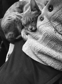 Cat resting on blanket at home