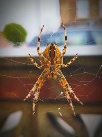 Close-up of spider and web against blurred background