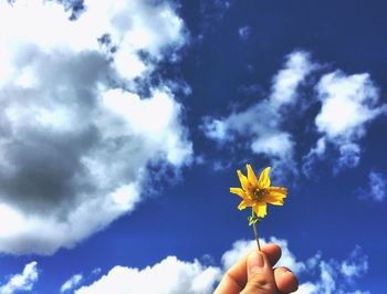 Close-up of hand holding yellow flower against sky