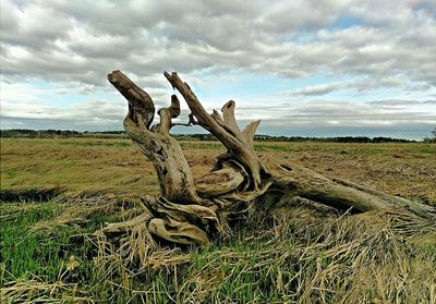 Scenic view of field against cloudy sky