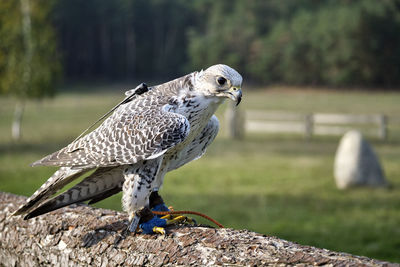 Close-up of owl perching on rock