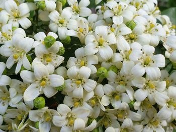 Full frame shot of white flowering plants