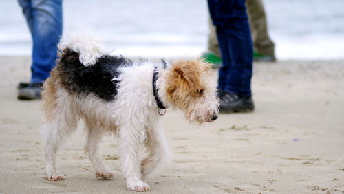 Low section of man with dog walking on beach