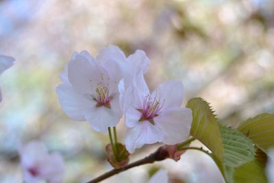 Close-up of cherry blossom