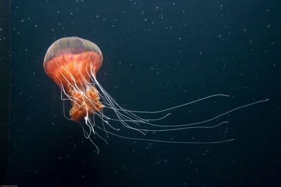 Close-up of jellyfish in sea