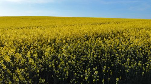 rapeseed