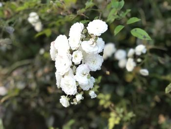 Close-up of white flowers