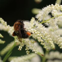 Close-up of bee pollinating on flower