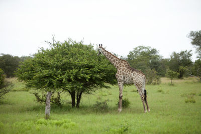 Side view of giraffe on field against sky