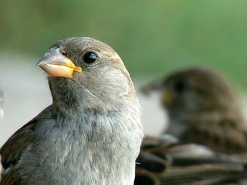 Close-up of bird