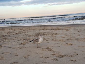 View of seagulls on beach