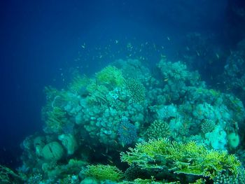 View of fish underwater
