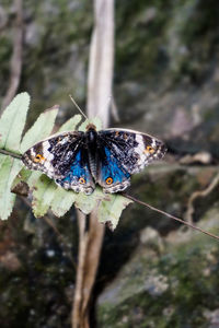 Close-up of butterfly on leaf