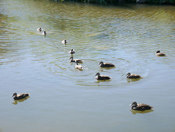 High angle view of ducks in lake