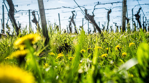 Close-up of fresh green grass in field