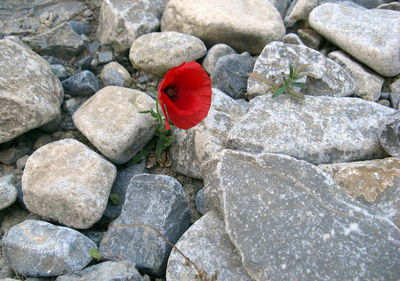 High angle view of pebbles on rocks at beach