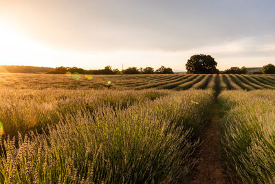 Lavender fields. summer sunset landscape in brihuega, guadalajara