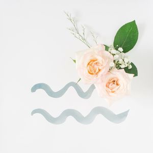 Close-up of roses against white background