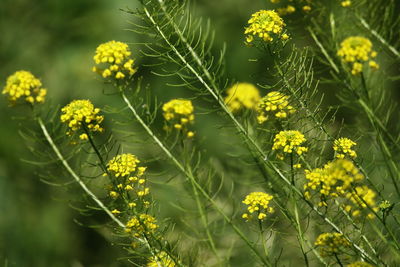 Close-up of yellow flowering plant on field