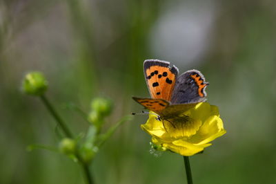 Butterfly on yellow flower