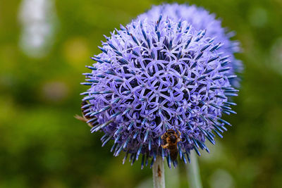 Close-up of bee on purple flower