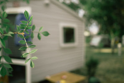 Close-up of plant against house