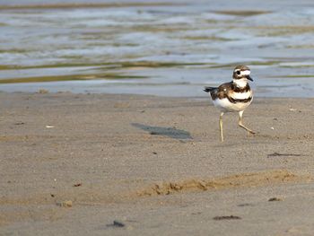 View of seagull on beach