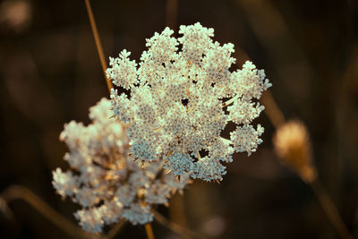 Close-up of snow on plant
