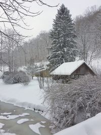 Bare tree in snow covered landscape