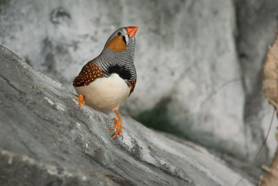 Close-up of bird perching on retaining wall