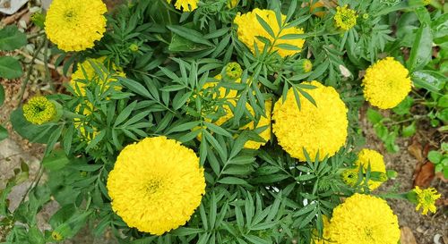 High angle view of yellow flowering plants