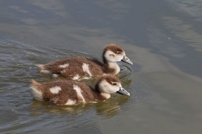 High angle view of duck swimming in lake