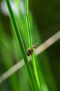 Close-up of insect on plant