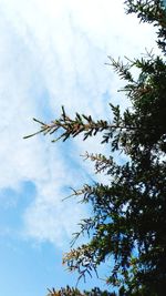 Low angle view of flowering plant