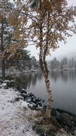 Scenic view of lake in forest