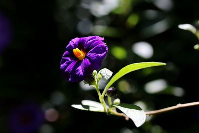 Close-up of purple flowers blooming outdoors