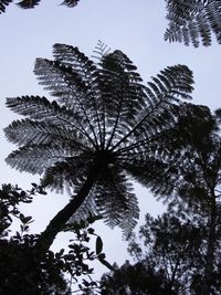 Low angle view of palm tree against clear sky