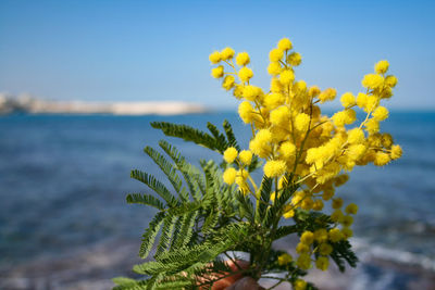 Close-up of yellow flowering plant