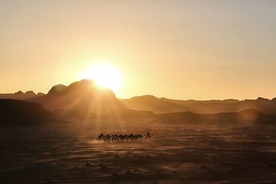 Camels in wadi rum desert