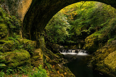 Scenic view of waterfall in forest