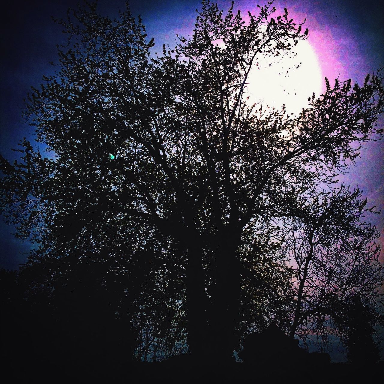 tree, night, low angle view, illuminated, branch, silhouette, sky, growth, nature, clear sky, dusk, bare tree, dark, no people, outdoors, beauty in nature, light - natural phenomenon, built structure, tranquility, lighting equipment