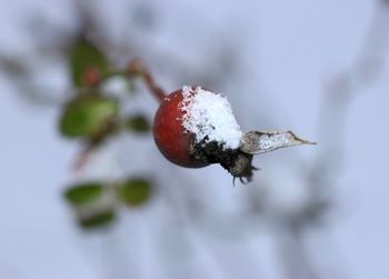 Close-up of snow on rose hip